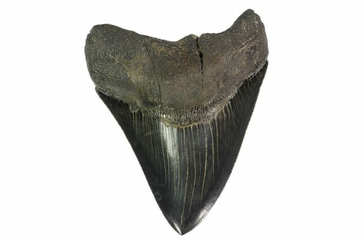 Serrated, Fossil Megalodon Tooth - Nice Tip #135913